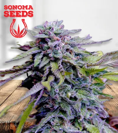 Granddaddy Purple