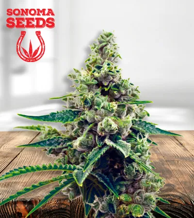 Grapefruit Autoflowering
