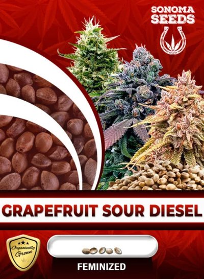 Grapefruit Sour Diesel