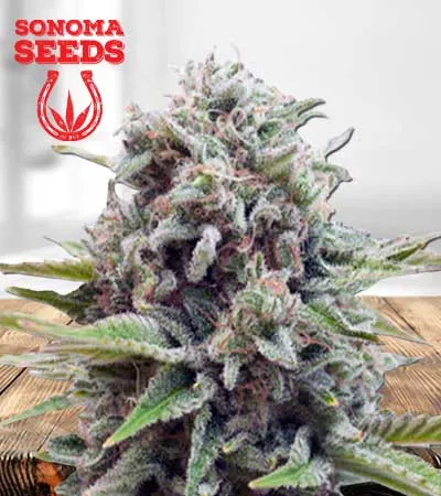 Gravity Autoflowering