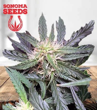 Grease Gun Autoflowering