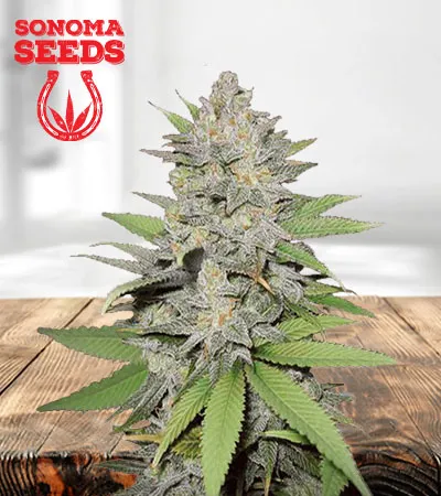 Green Crack Autoflowering