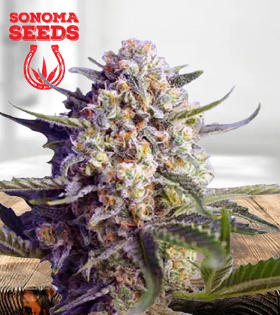 Green Dream Autoflowering
