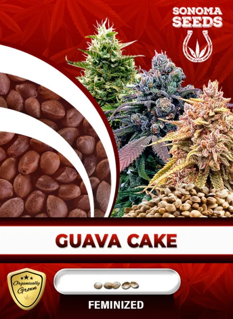 guava-cake-image