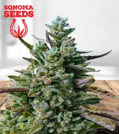 guava-kush-autoflowering-image