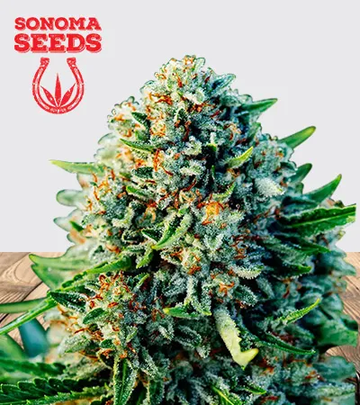 Gummibears Autoflowering
