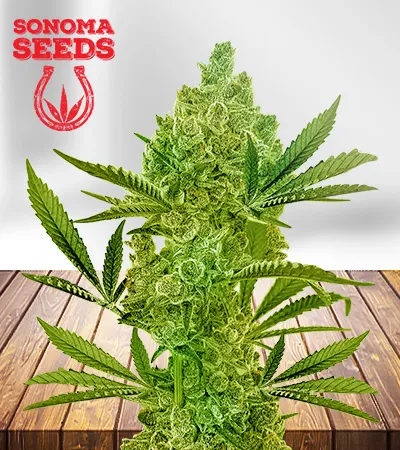 gushers-feminized-fast-version-image