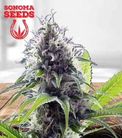 hawaiian-fire-autoflowering-image