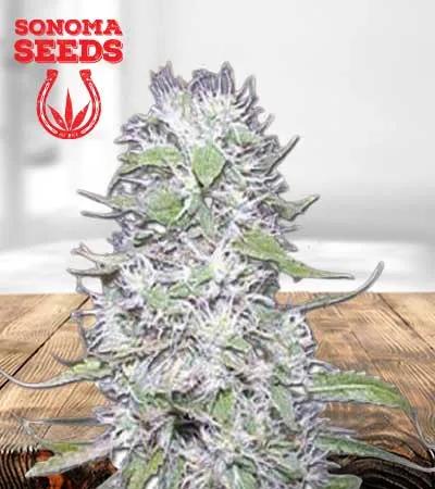 hawaiian-skunk-autoflowering-image