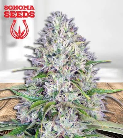 haze-autoflowering-image