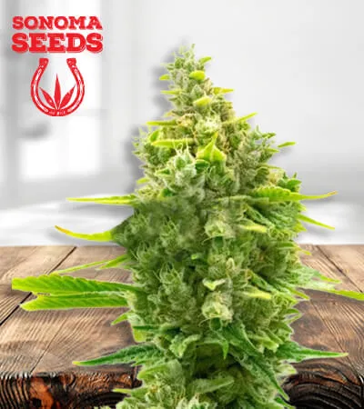 Haze CBD Autoflower