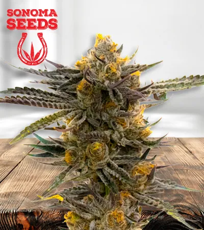 Haze XL Autoflowering