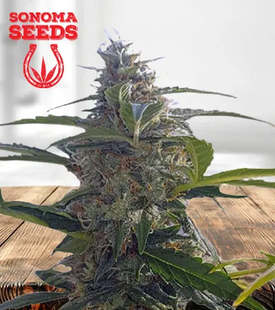 Headband Autoflowering