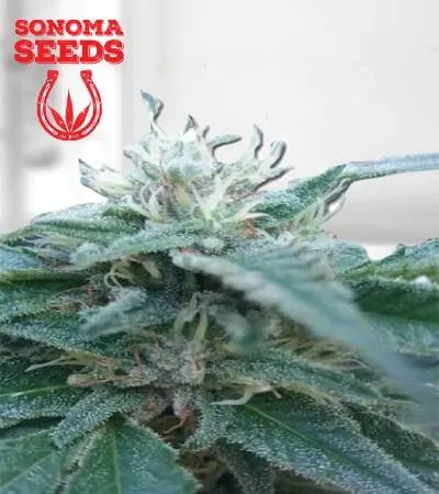 Hemlock Autoflowering