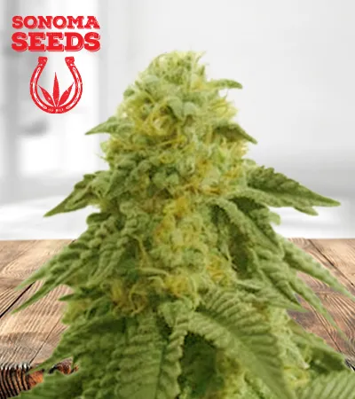 Hippie Crippler Autoflowering