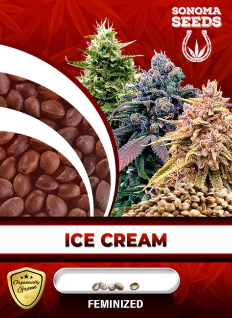ice-cream-image