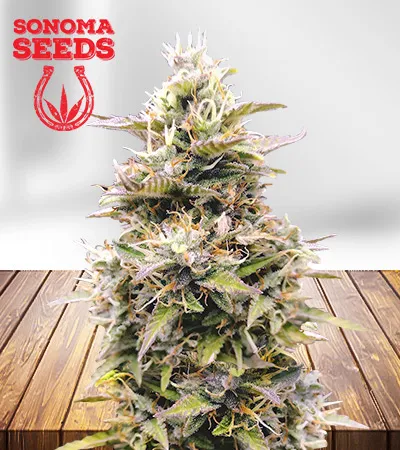 InterGarlactic Budder