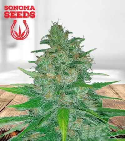 Island Sweet Skunk Autoflowering