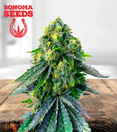 Jack Herer Autoflowering