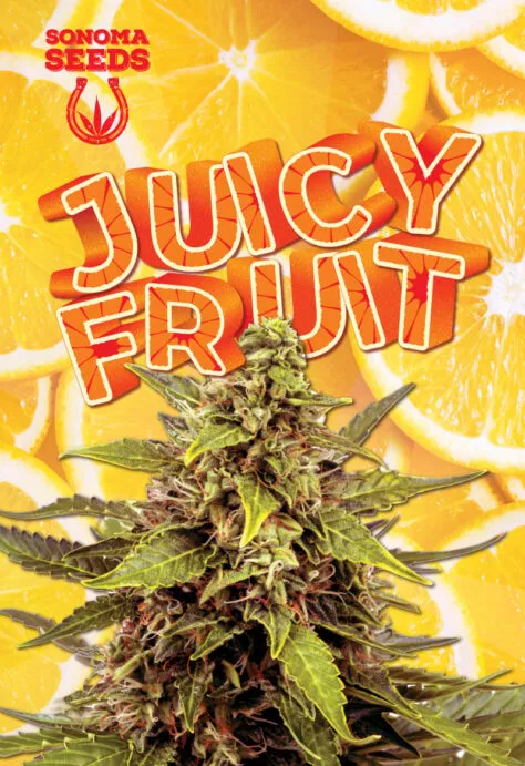 juicy-fruit-autoflowering-image