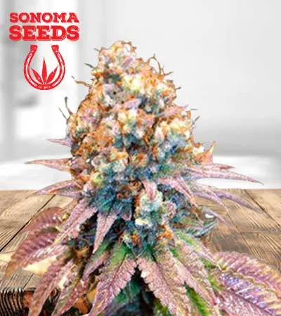 Jungle Juice Autoflowering
