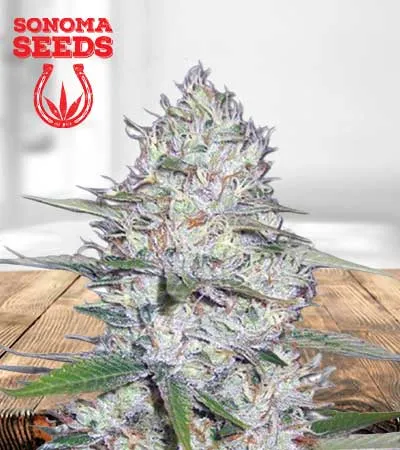 Kali Girl Autoflowering