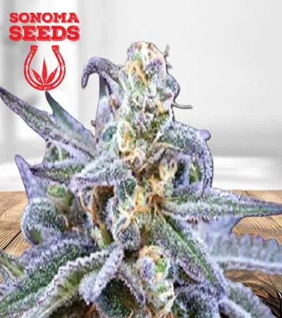 Killer Blue Autoflowering