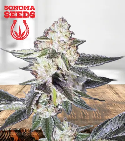 King Louis XIII Autoflowering