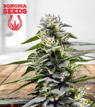 king’s-bread-autoflowering-image