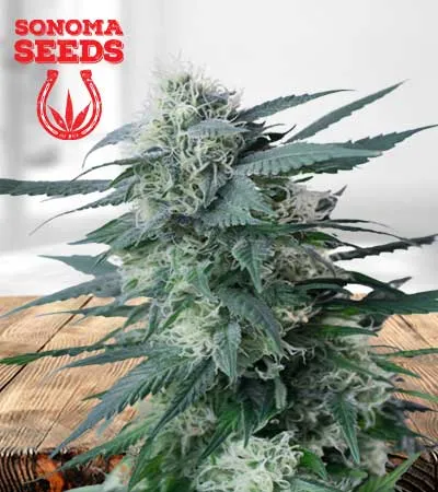 king’s-kush-image