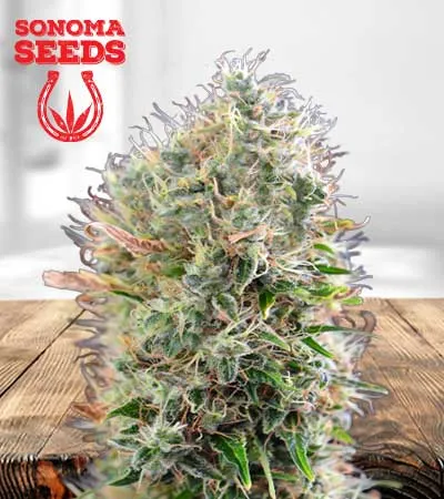 king’s-kush-autoflowering-image