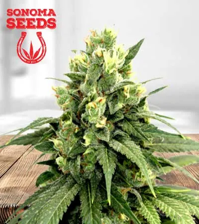 kosher-cookies-image