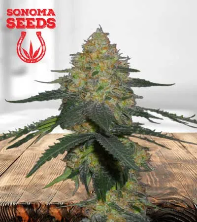 Kryptonite Autoflowering