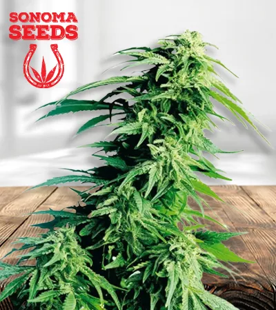 Kush XL Autoflowering