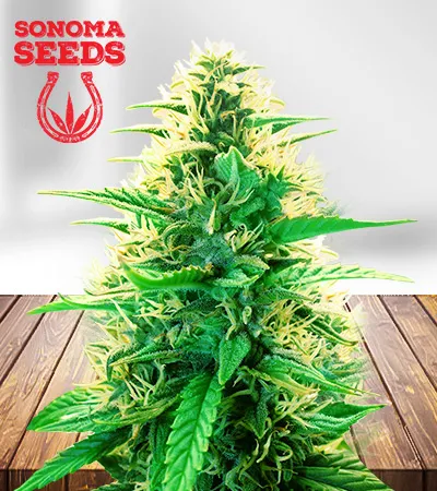la-kush-cake-autoflowering-femiinized-image