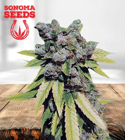 Lambs Breath Autoflowering