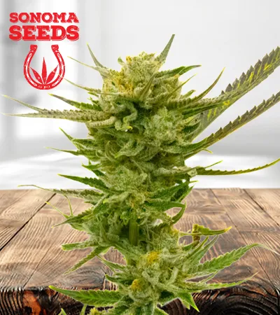 Lemon Autoflowering