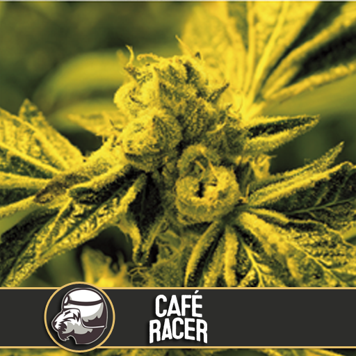 cafe-racer-image