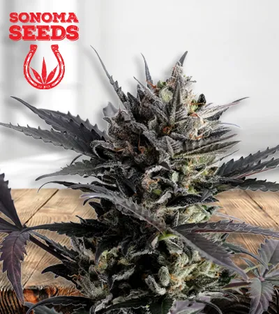 Lemon Haze Autoflowering