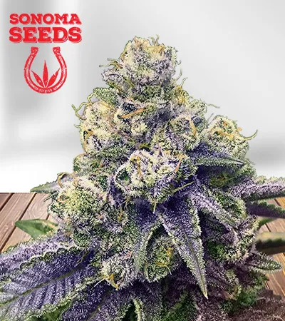 lilac-diesel-autoflowering-image