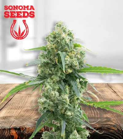 Lowryder Autoflowering