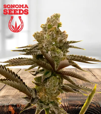 LSD Autoflowering