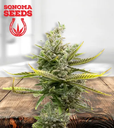 Magnum Autoflowering
