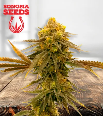 Mandarine Autoflowering