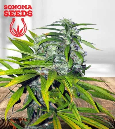Mango Haze Autoflowering