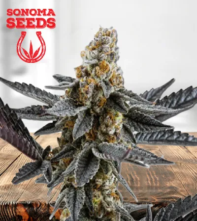 meat-breath-autoflowering-image
