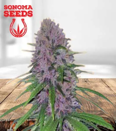 Mendo Breath Autoflowering