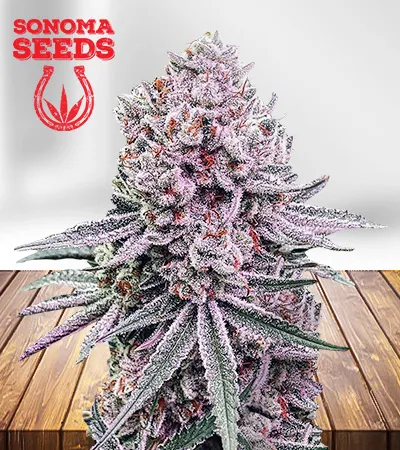 meridian-sour-autoflowering-image