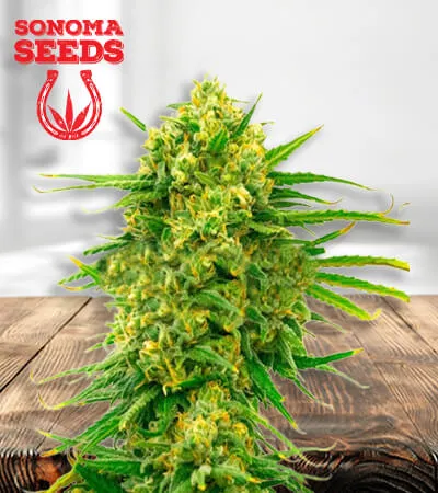 mexican-cbd-image