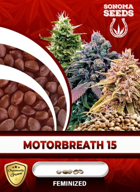 motorbreath-15-image